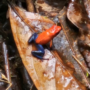 blu jeans frog