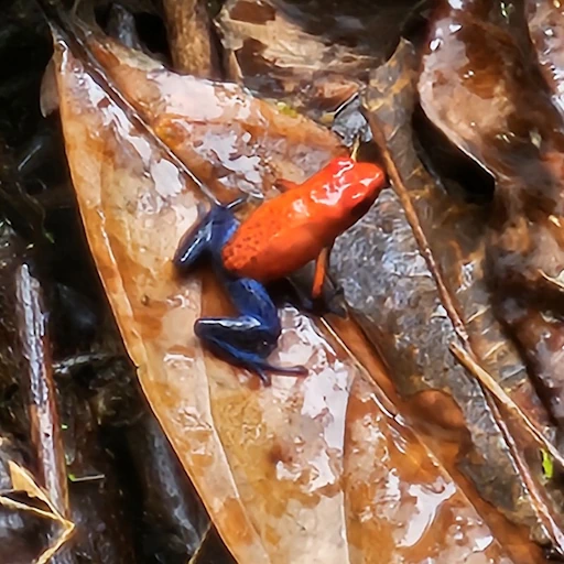 Blue-Jeans Frog Blue-Jeans Frog