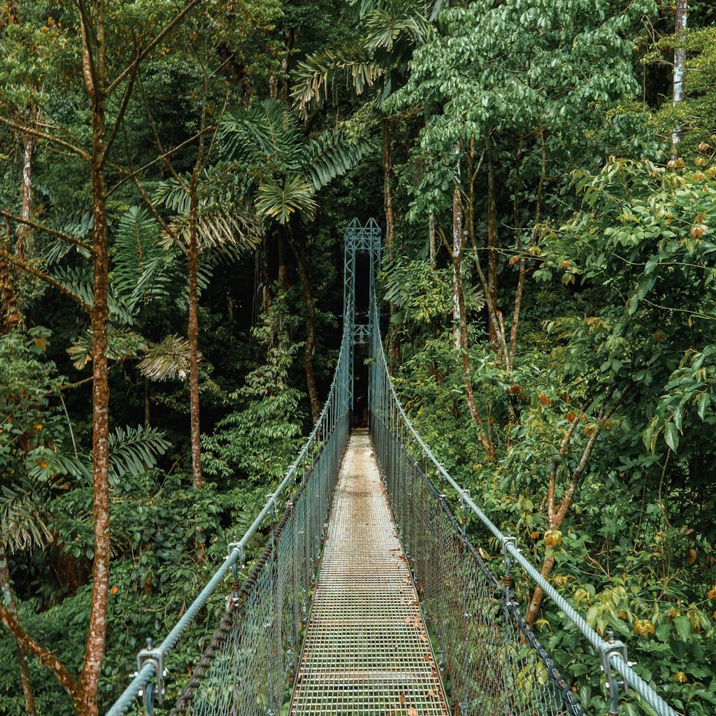 Hanging Bridges 